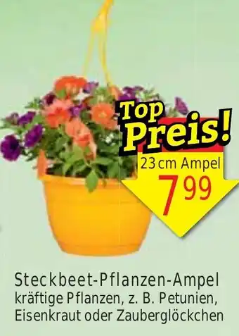 Wiglo Wunderland Steckbeet Pflanzen Ampel 23 cm Angebot