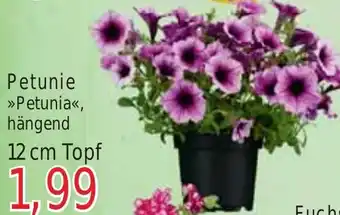 Wiglo Wunderland Petunia Petunie 12 cm Topf Angebot