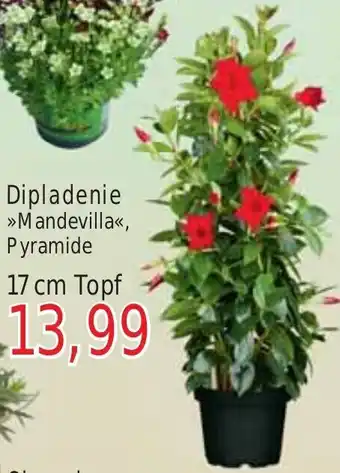 Wiglo Wunderland Mandevilla Pyramide Dipladenie 17 cm Topf Angebot