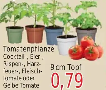 Wiglo Wunderland Tomatenpflanze 9 cm Topf Angebot