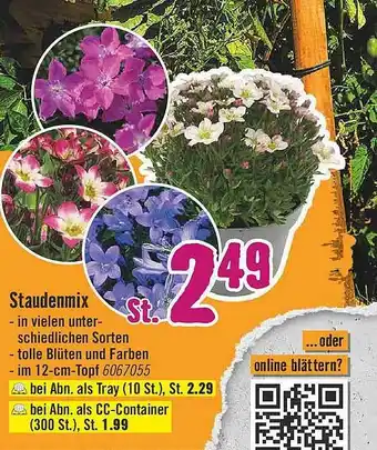 Hornbach Staudenmix Angebot