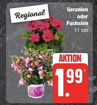 Edeka Geranien oder fuchsien Angebot