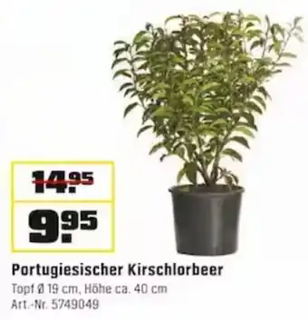 OBI Portugiesischer Kirschlorbeer Angebot