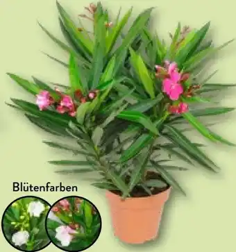 Aldi Nord Oleander-busch Angebot