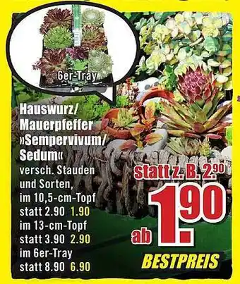 B1 Discount Baumarkt Hauswurz oder mauerpfeffer „sempervivum oder sedum“ Angebot