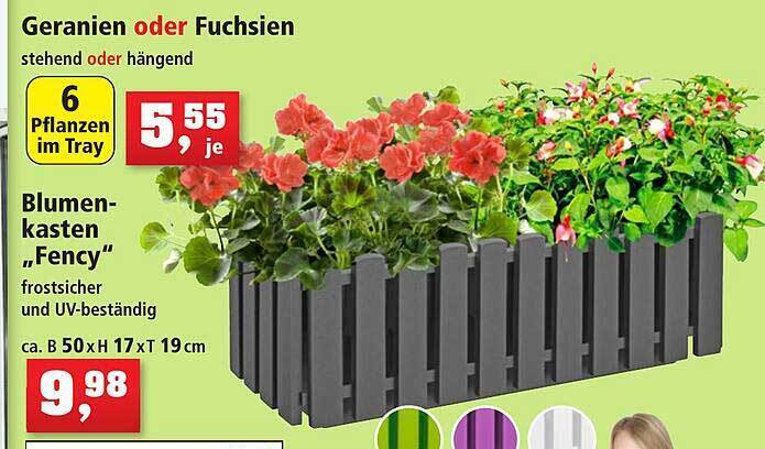 Geranien oder fuchsien oder blumenkasten fency Angebot bei Thomas Philipps