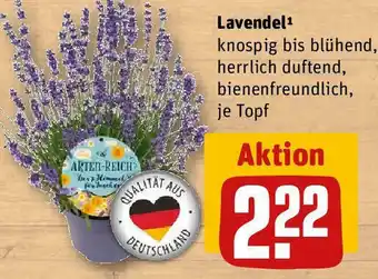 REWE Lavendel Angebot