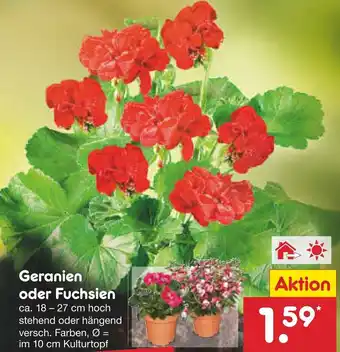 Netto Marken-Discount Geranien oder Fuchsien ca.18-27 cm Angebot