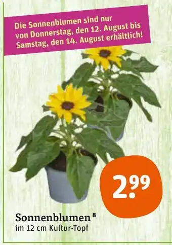 tegut Sonnenblumen Angebot