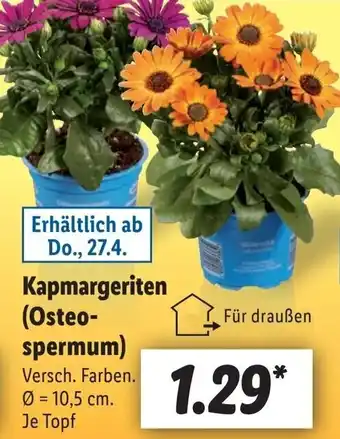 Lidl Kapmargeriten (Osteospermum) Angebot