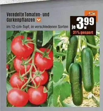 V Baumarkt Veredelte tomaten- und gurkenpflanzen Angebot