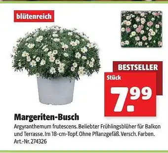 Hagebau Margeriten-busch Angebot