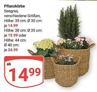 Globus Pflanzkörbe seegras Angebot