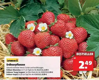 Hagebau Gartenkrone erdbeerpflanzen Angebot