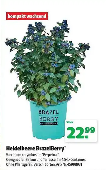 Hagebau Heidelbeere brazelberry Angebot