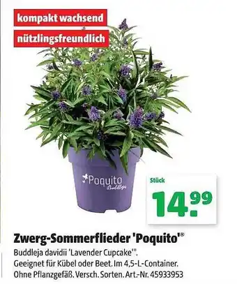 Hagebau Zwerg-sommerflieder „poquito“ Angebot