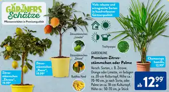 Aldi Süd Gardenline Premium Zitrusstämmchen oder Palme Angebot