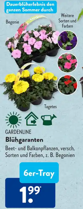 Aldi Süd Gardenline Blühgaranten 6er Tray Angebot