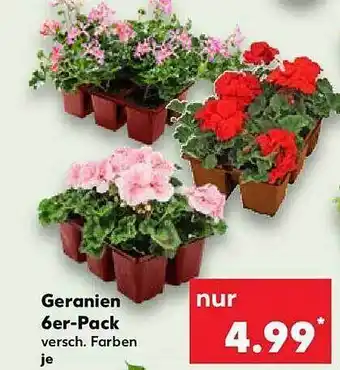 Kaufland Geranien 6er-pack Angebot