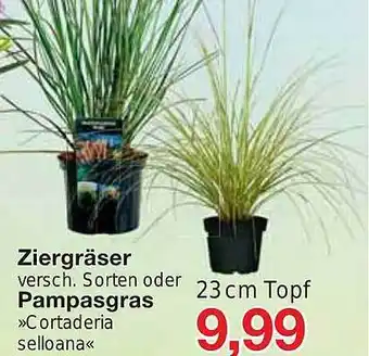 Jawoll Ziergräser oder pampasgras Angebot