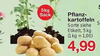 Jawoll Pflanzkartoffeln Angebot