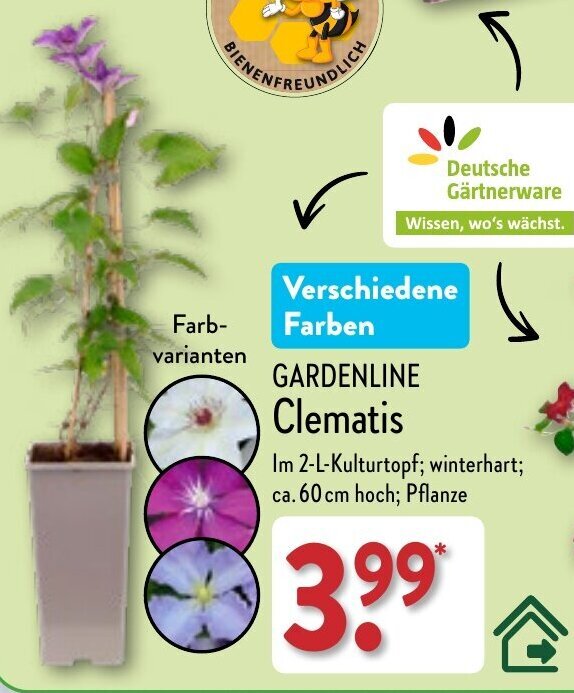 Gardenline Clematis Angebot bei Aldi Nord