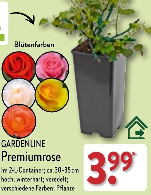 Gardenline Premiumrose Angebot bei Aldi Nord