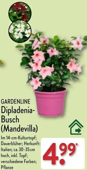 Aldi Nord Gardenline Dipladenia Busch (Mandevilla) Angebot