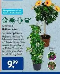 Aldi Süd Gadenline balkon- oder terrassenpflanze Angebot