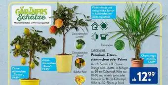 Aldi Süd Gardenline premium-zitrusstämmchen oder palme Angebot