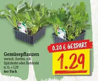 NP Discount Gemüsepflanzen Angebot