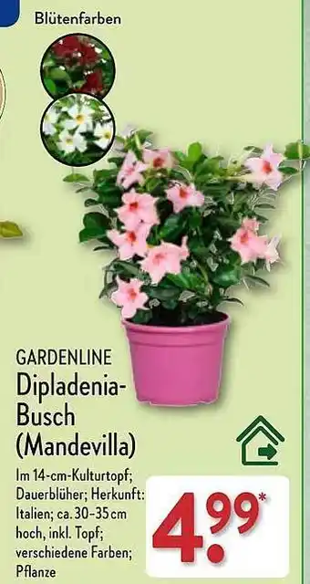 Aldi Nord Gardenline dipladenia-busch (mandevilla) Angebot