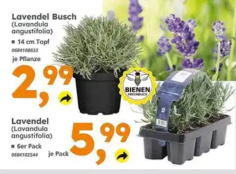 Globus Baumarkt Lavendel busch lavendel Angebot