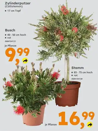 Globus Baumarkt Zylinderputzer busch stamm Angebot