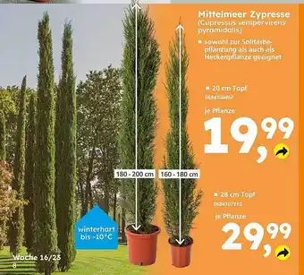 Globus Baumarkt Mittelmer zypresse Angebot