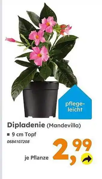 Globus Baumarkt Dipladenie Angebot