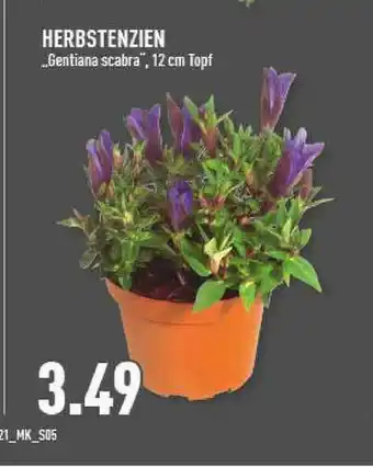 Marktkauf Herbstenzien „gentiana Scabra” Angebot