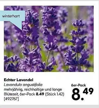 Hellweg Echter lavendel Angebot