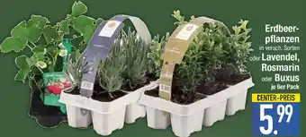 E-Center Erdbeerpflanzen oder Lavendel, Rosmarin oder Buxus 6er Pack Angebot