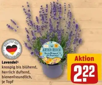 REWE Center Lavendel Angebot