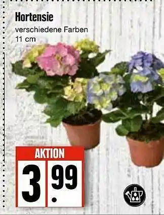 Edeka Hortensie Angebot