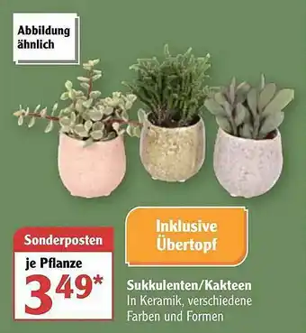 Globus Sukkulenten Oder Kakteen Angebot