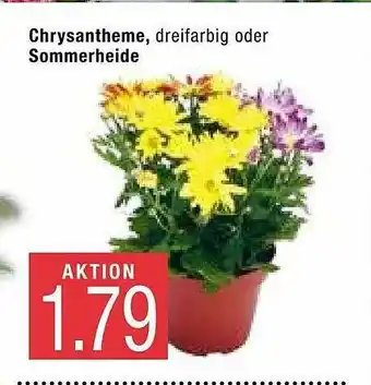 Marktkauf Chrysantheme Oder Sommerheide Angebot