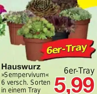 Jawoll Hauswurz 6er Tray Angebot