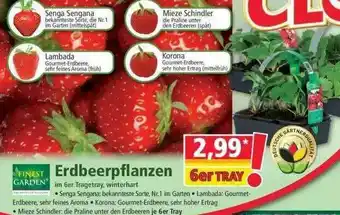 Norma Finest Garden Erdbeerpflanzen Angebot