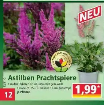 Norma Astilben Prachtspiere Angebot