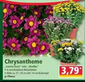 Norma Chrysantheme Angebot