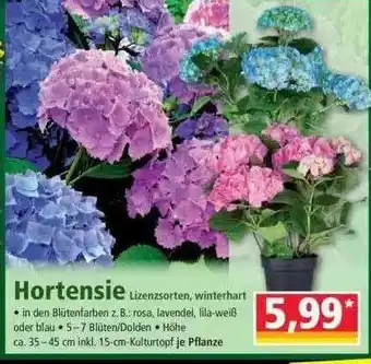 Norma Hortensie Angebot