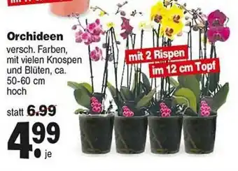 Repo Markt Orchideen Angebot