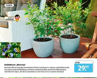 Aldi Süd Heidelbeere „bluecrop” Angebot